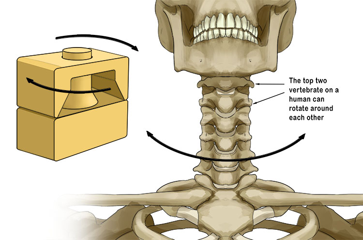 The top two vertebrate (C1 and C2) of a human being can be rotated around each other